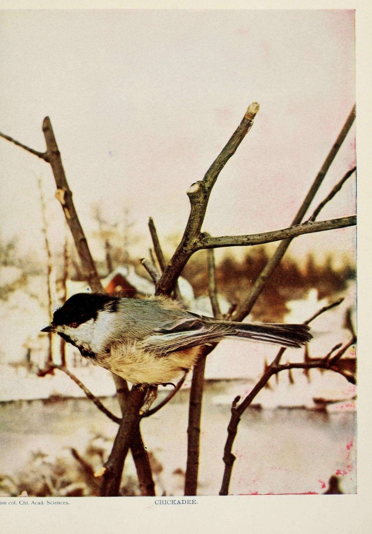 Image of Chickadee