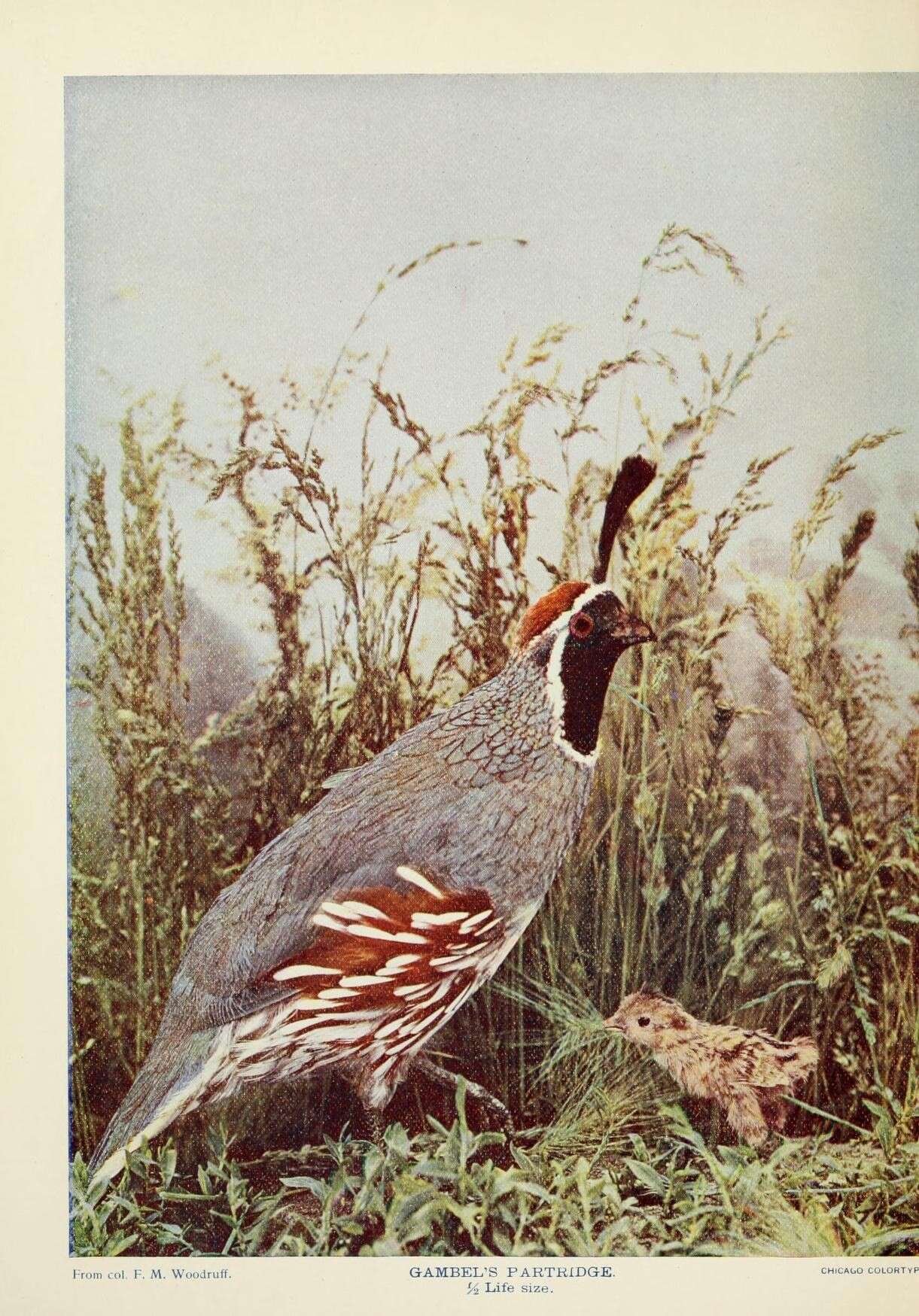 Image of Gambel's Quail