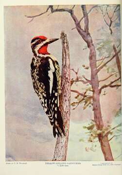 Image of Sapsucker