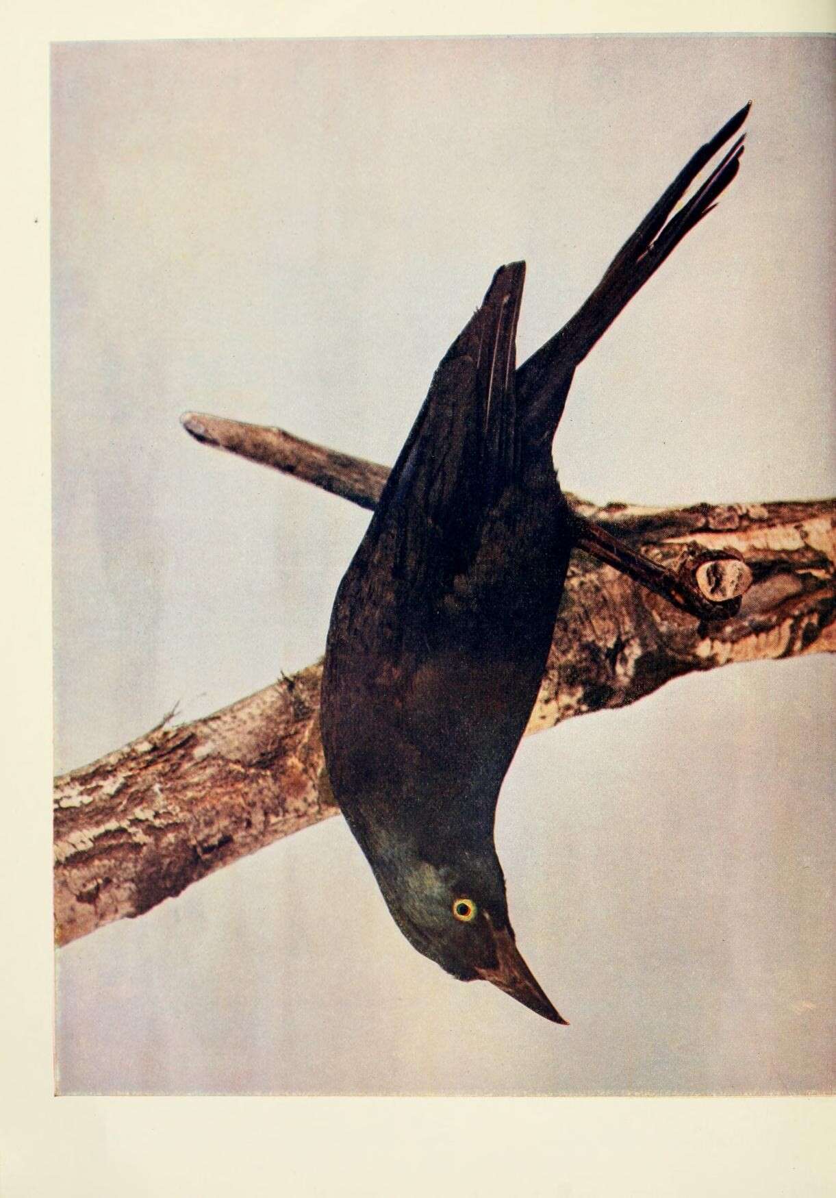 Image of Common Grackle