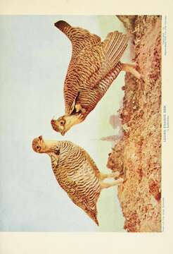 Image of Lesser Prairie Chicken