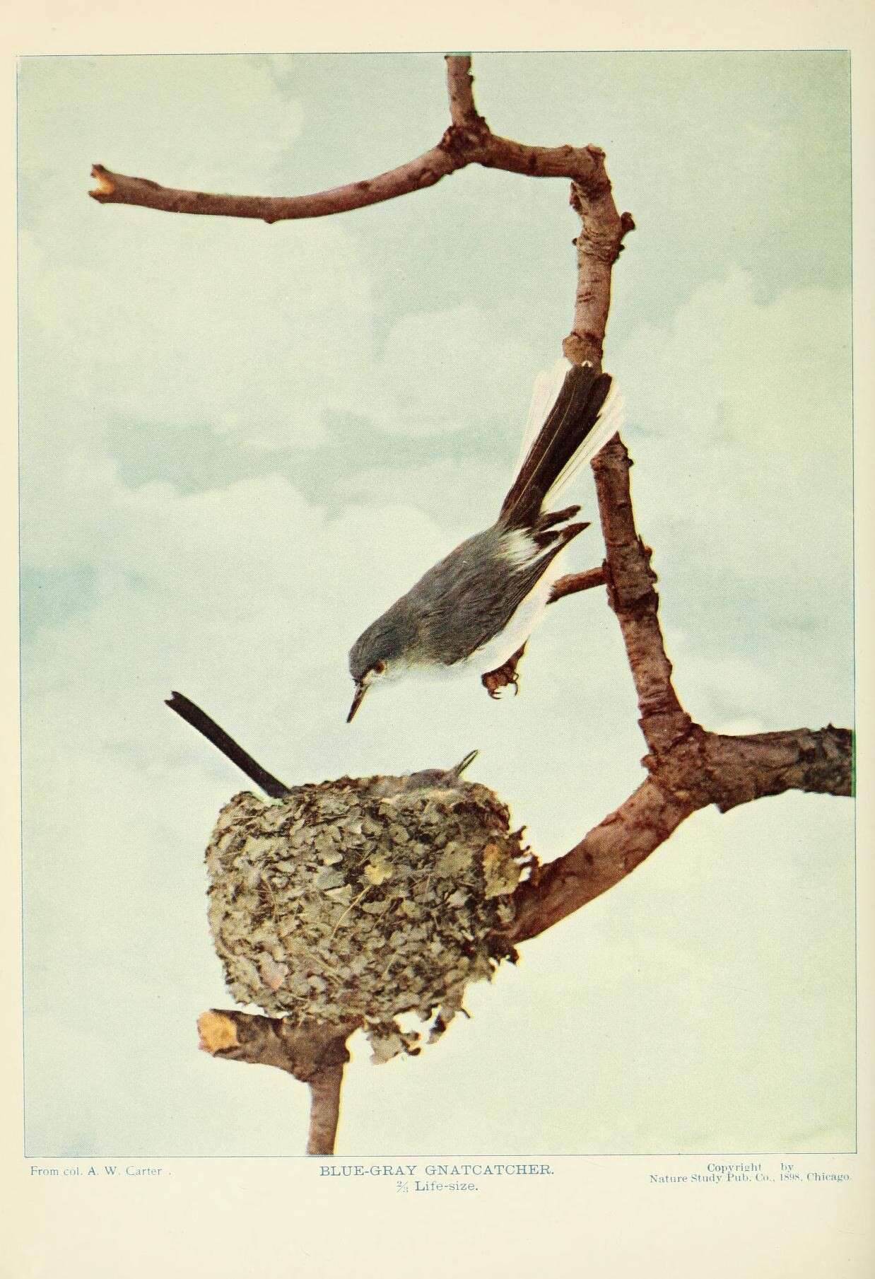 Image of gnatcatchers