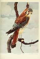 Image of American Kestrel