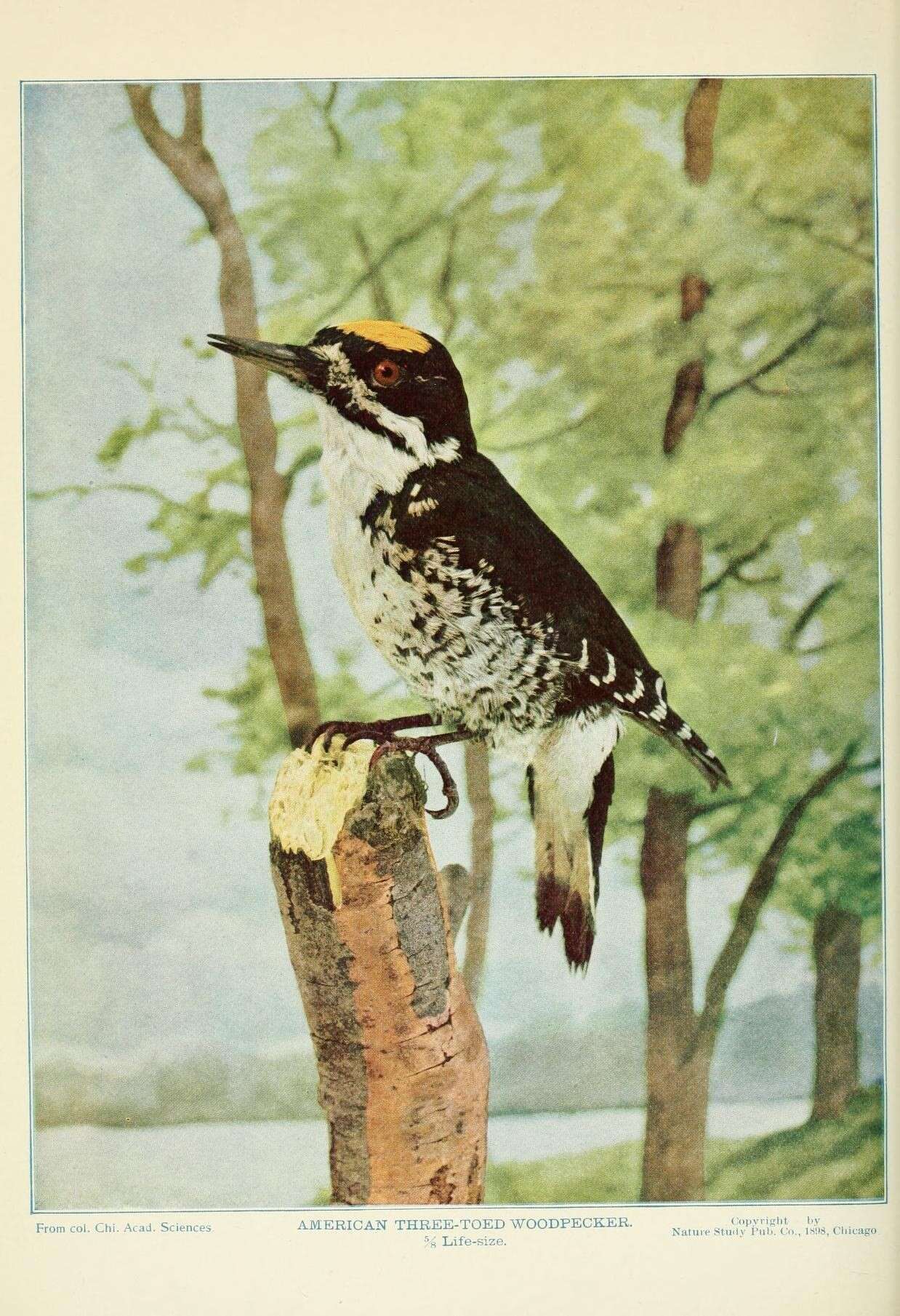 Image of Black-backed Woodpecker