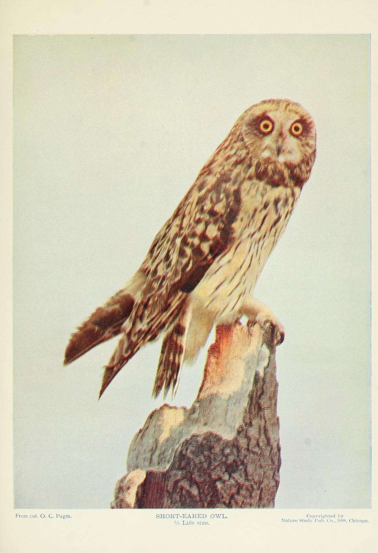 Image of Short-eared Owl