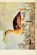 Image of Least Bittern