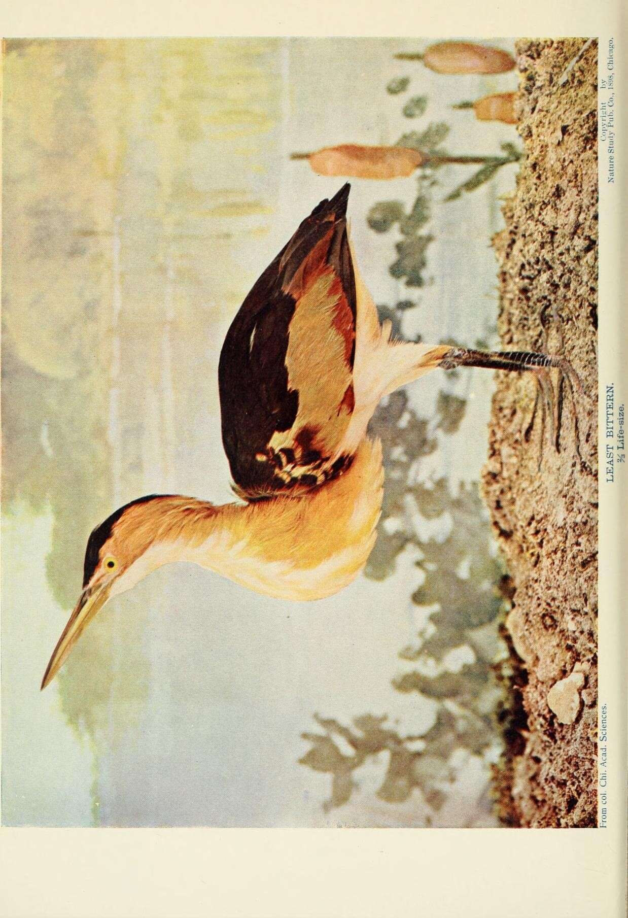 Image of Least Bittern