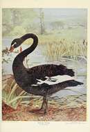 Image of Black Swan