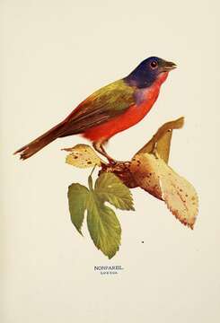 Image of Painted Bunting