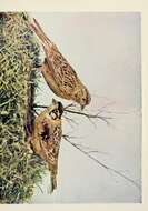 Image of Smith's Longspur