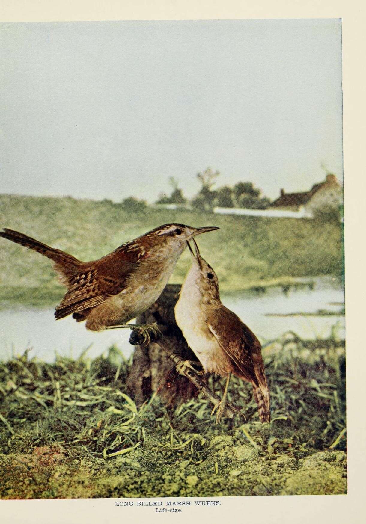 Image of Marsh Wren