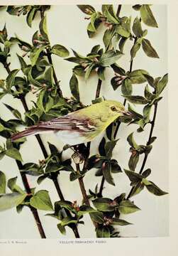 Image of Yellow-throated Vireo