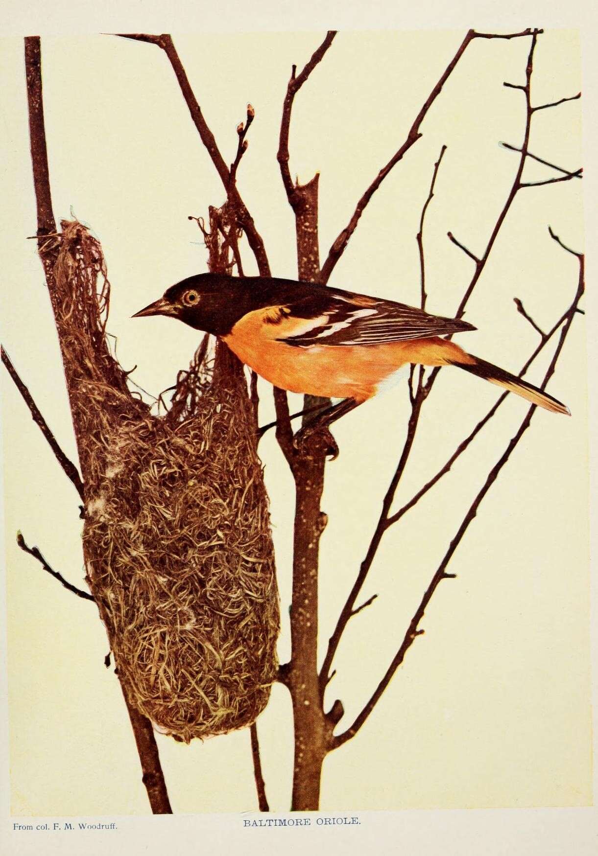 Image of Baltimore Oriole