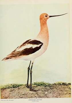 Image of Recurvirostra Linnaeus 1758