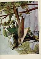 Image of Yellow-billed Cuckoo