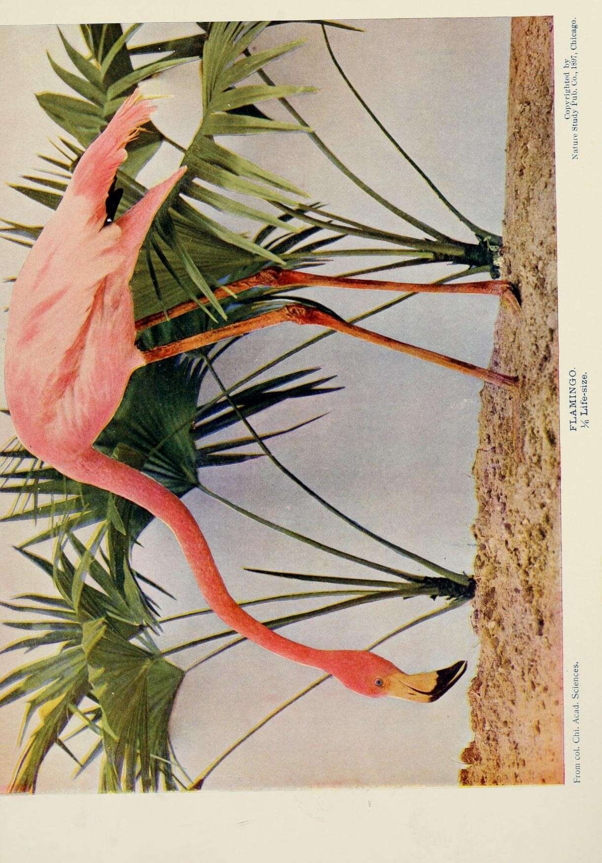 Imagem de Phoenicopterus ruber Linnaeus 1758