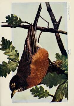 Image of American Robin