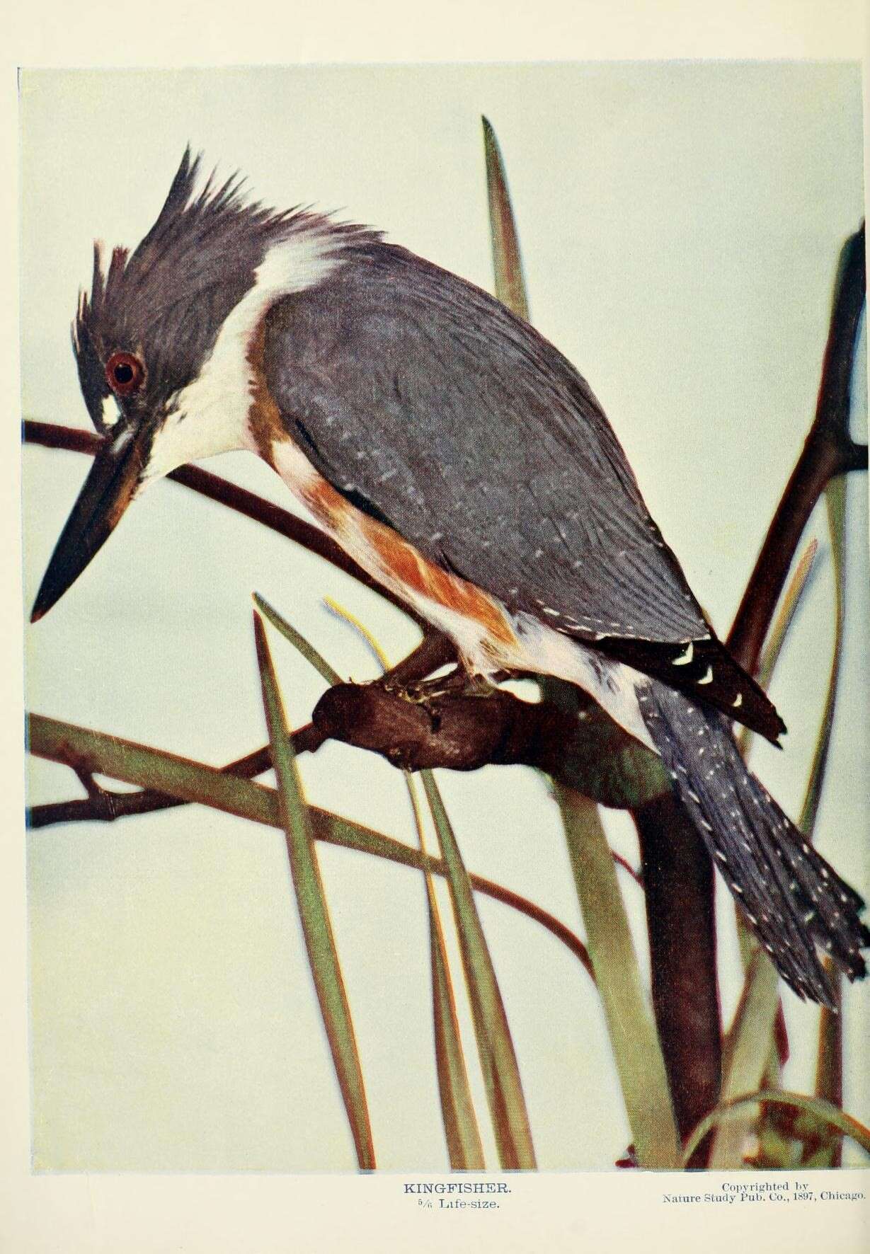 Image of kingfishers and relatives