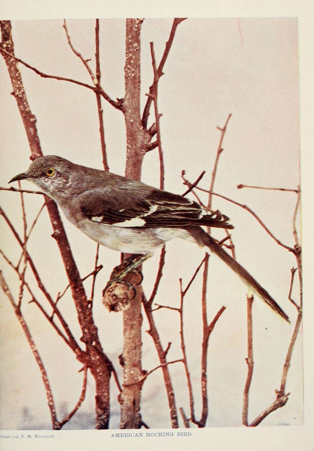 Image of Northern Mockingbird