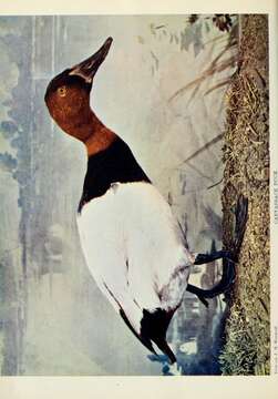 Image of Canvasback