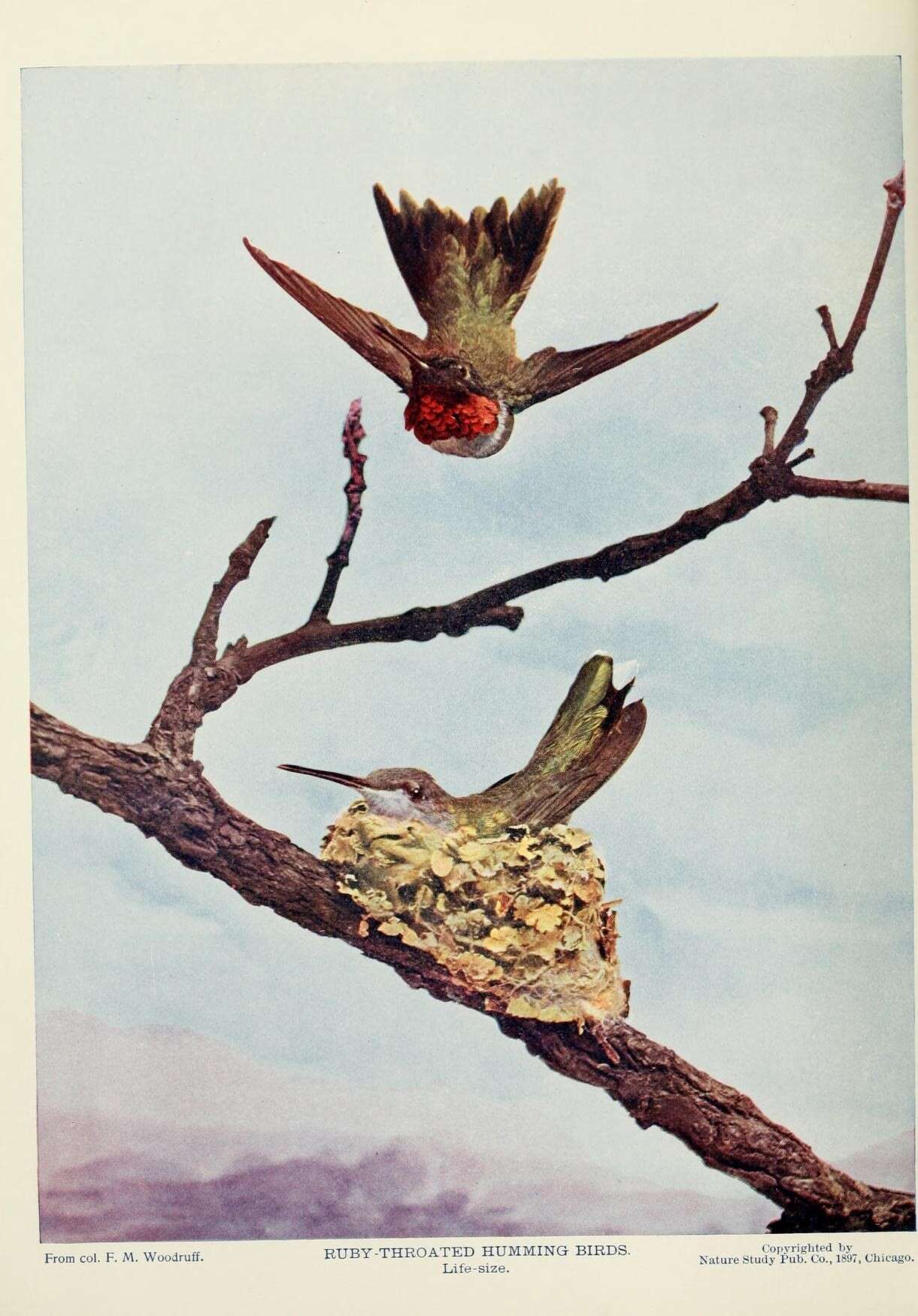 Image of Ruby-throated Hummingbird