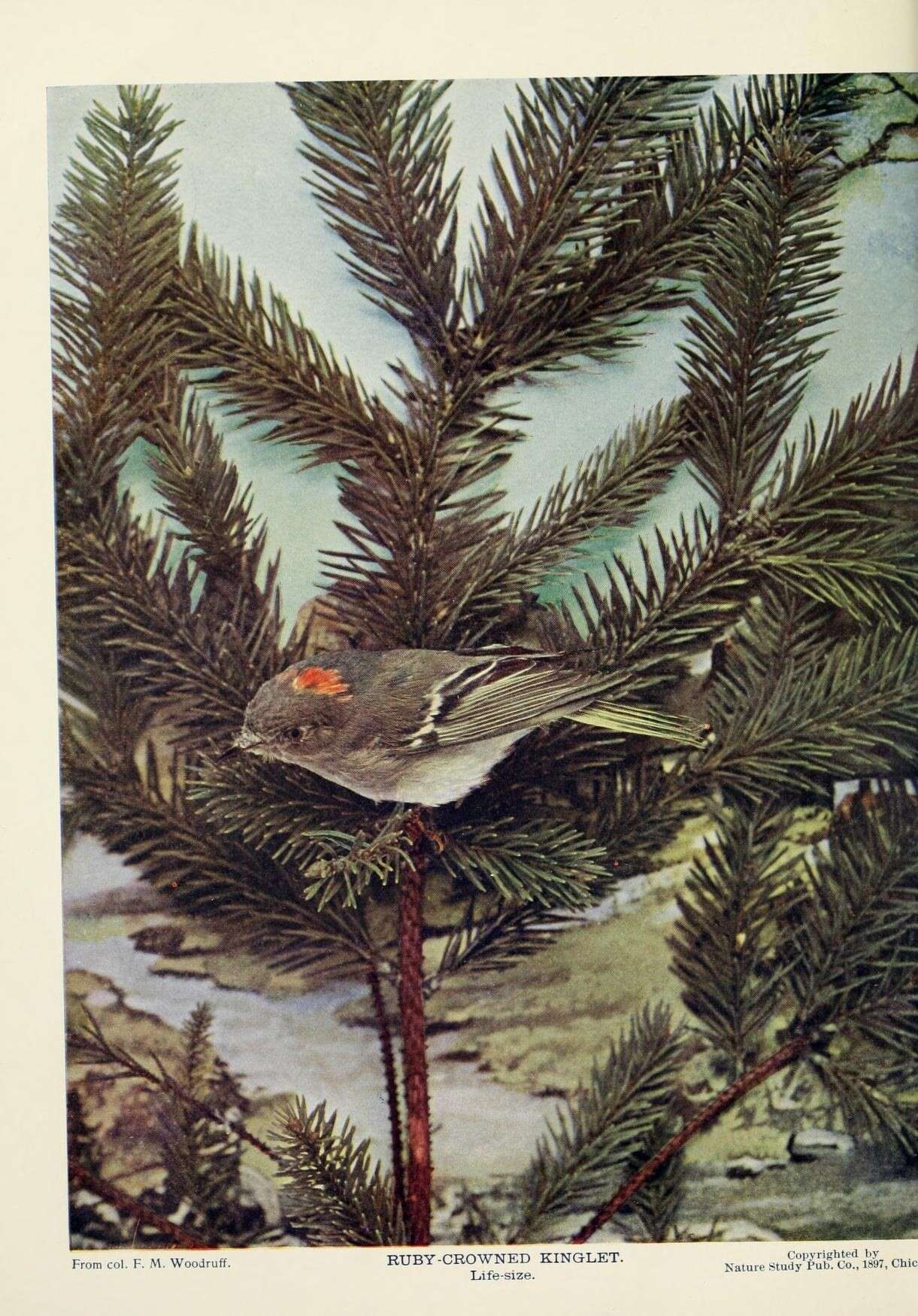 Image of goldcrests and kinglets