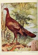 Imagem de Meleagris gallopavo Linnaeus 1758