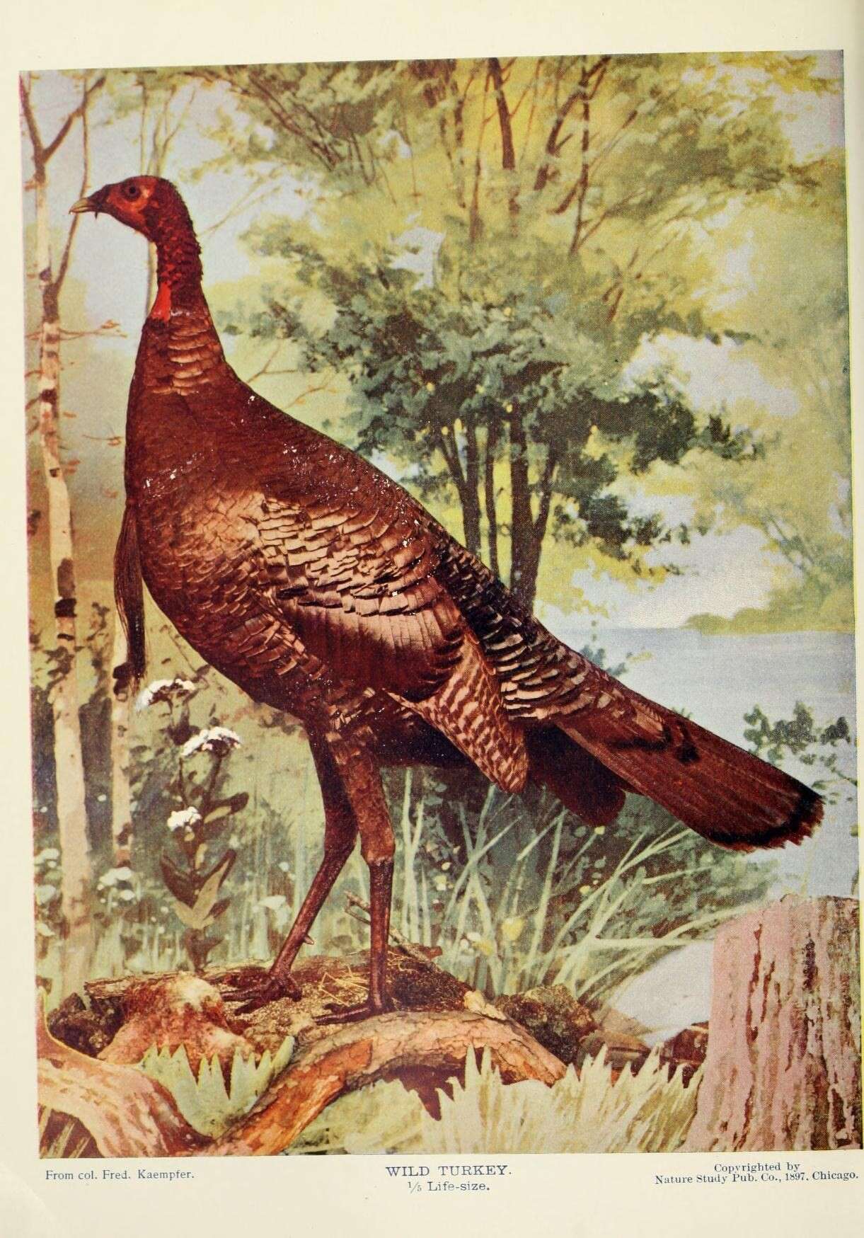 Imagem de Meleagris gallopavo Linnaeus 1758