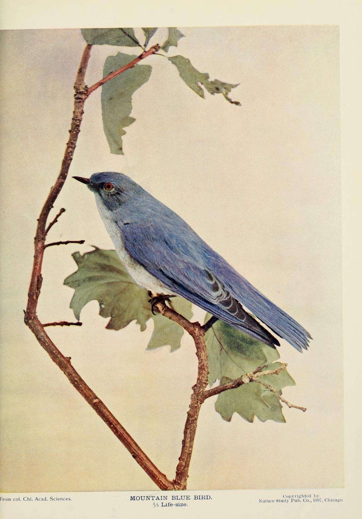 Image of Mountain Bluebird