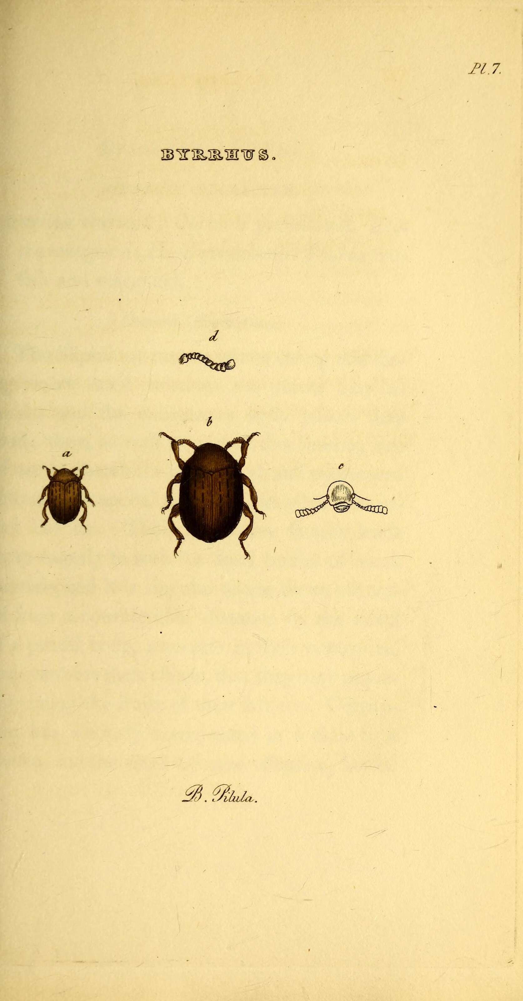 Imagem de Byrrhus pilula Linnaeus 1758