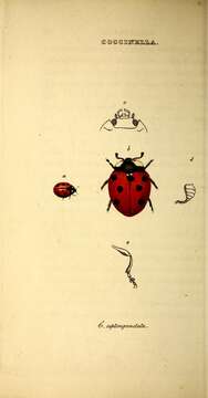 Image of lady beetles