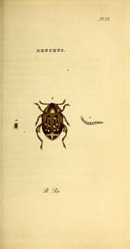 Image of Pea weevil