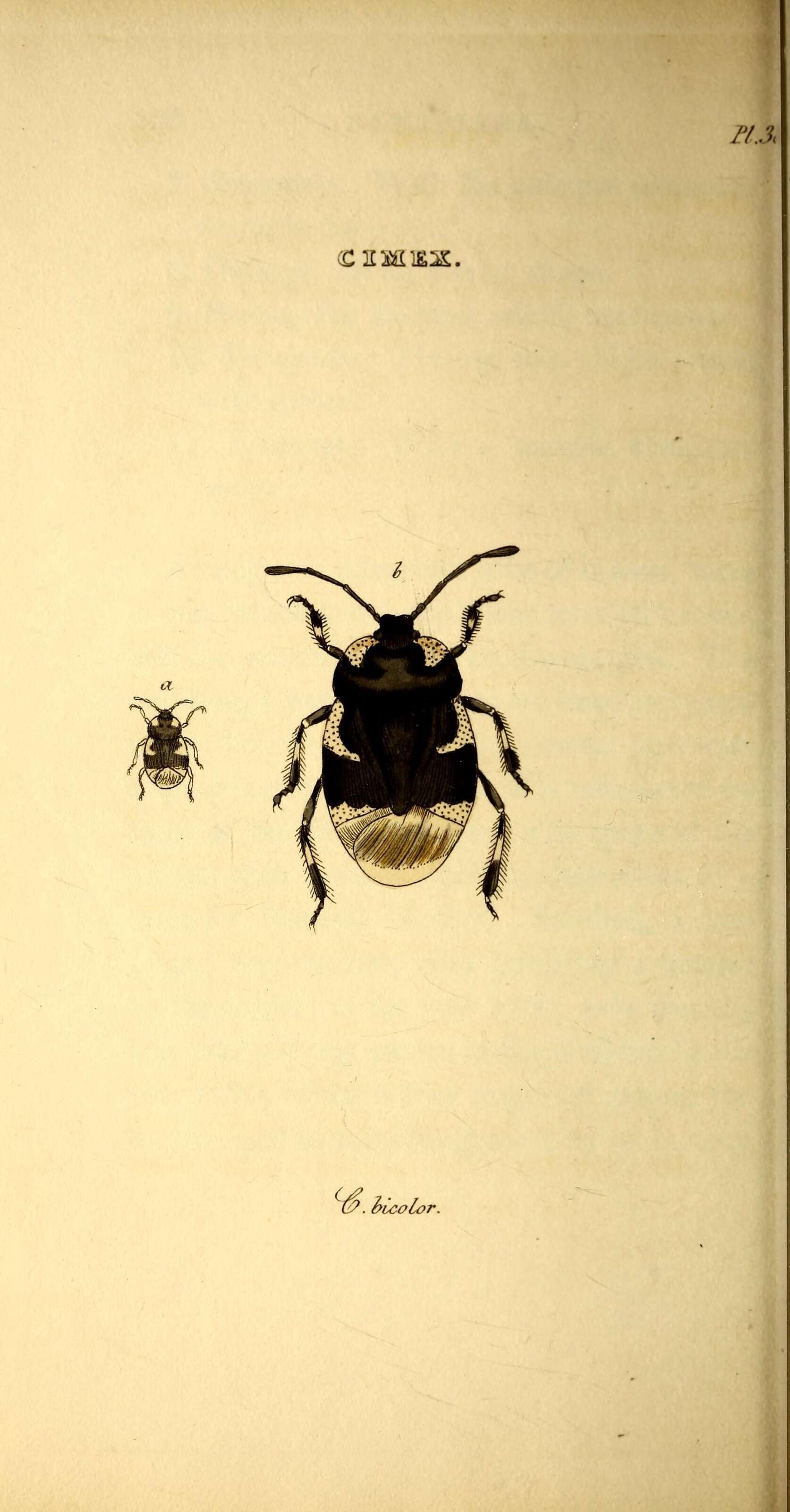 Image of burrowing bugs