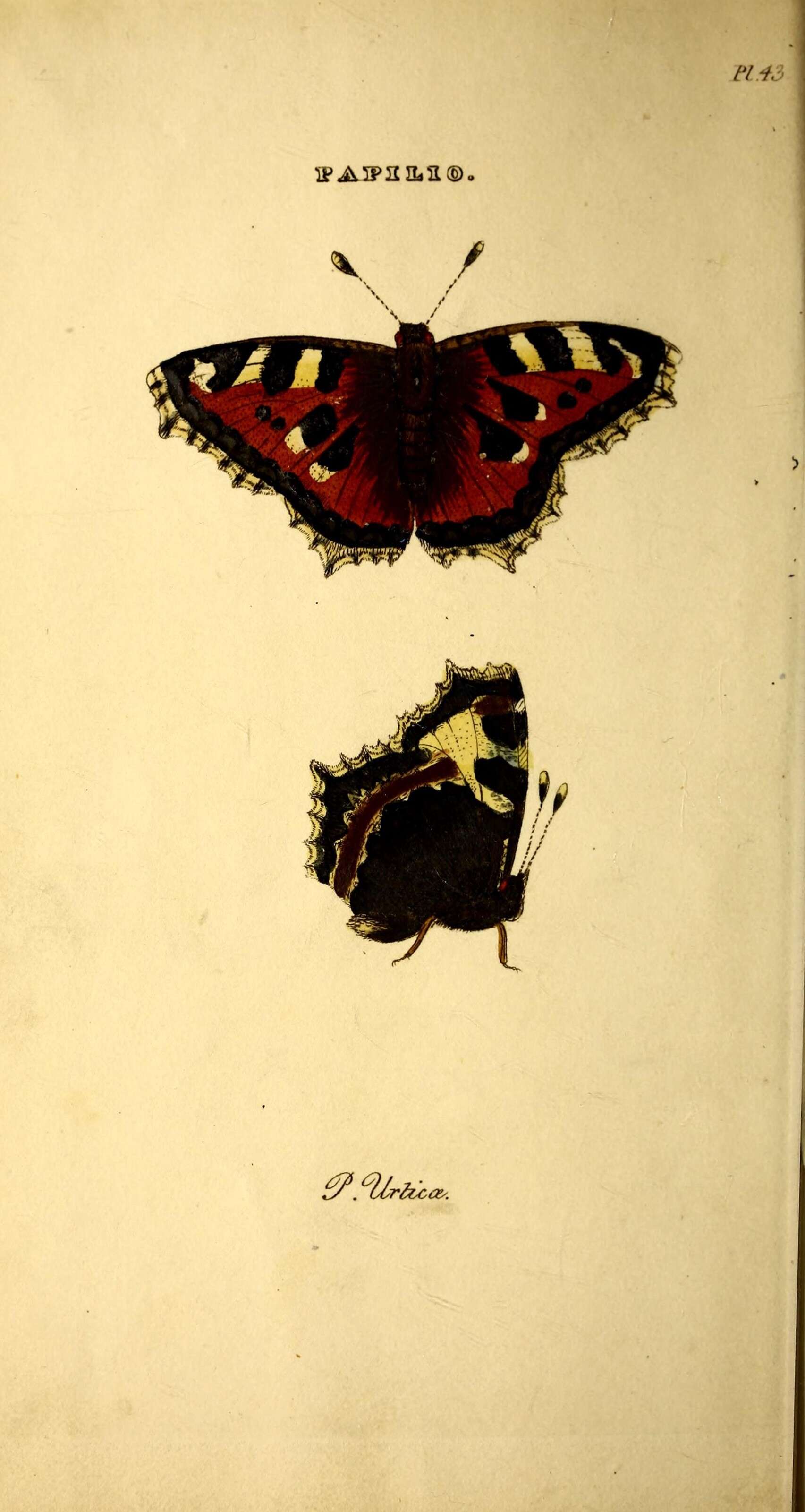 Aglais urticae Linnaeus 1758 resmi