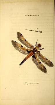 Image of Four-spotted Chaser