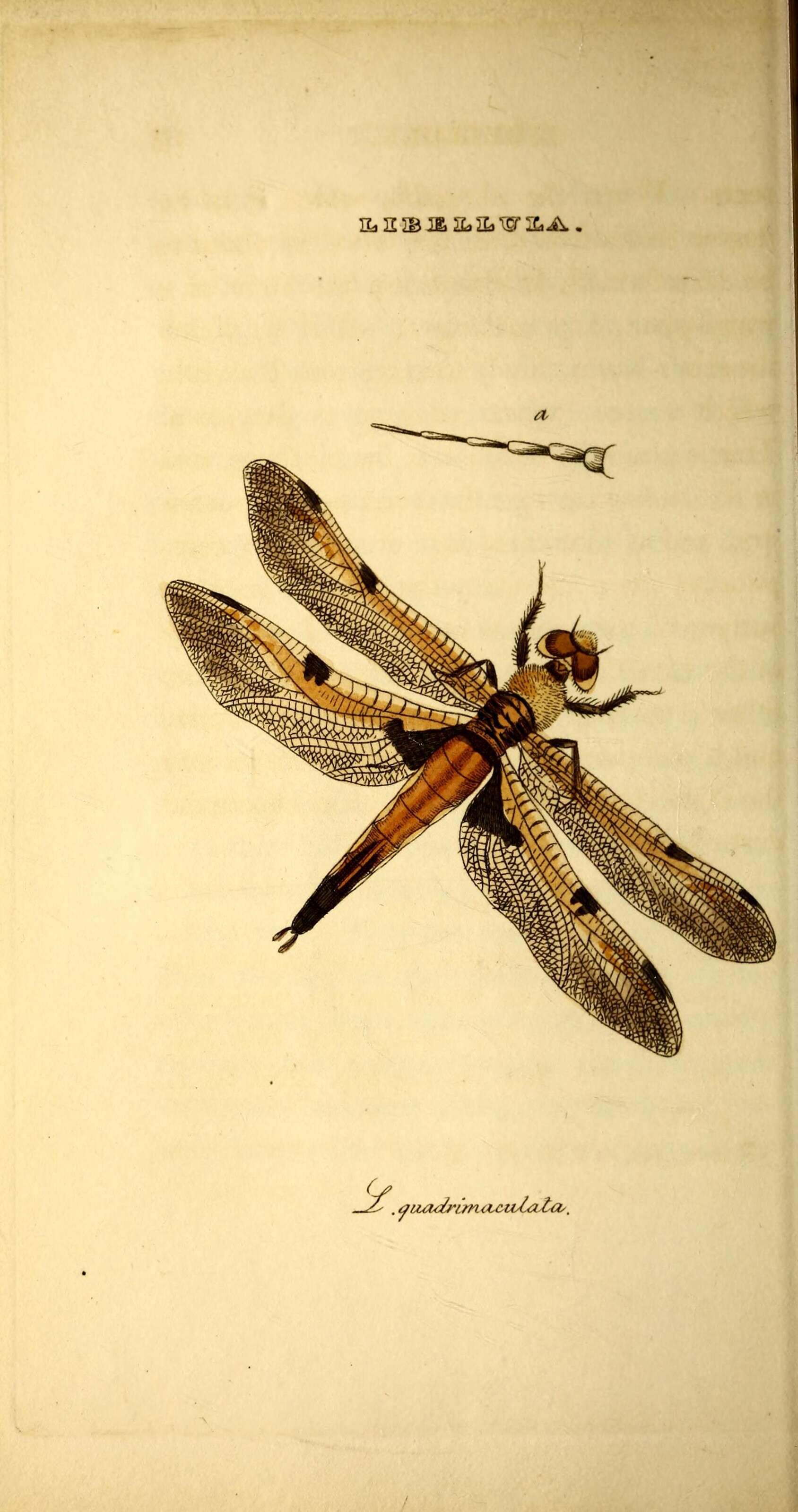 Imagem de Libellula quadrimaculata Linnaeus 1758