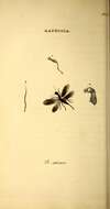 Image de Raphidia (Raphidia) ophiopsis Linnaeus 1758