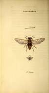 Image of wood wasp