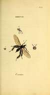 Image of Empis pennipes Linnaeus 1758