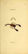 Sivun Varsinaiset skorpionit kuva