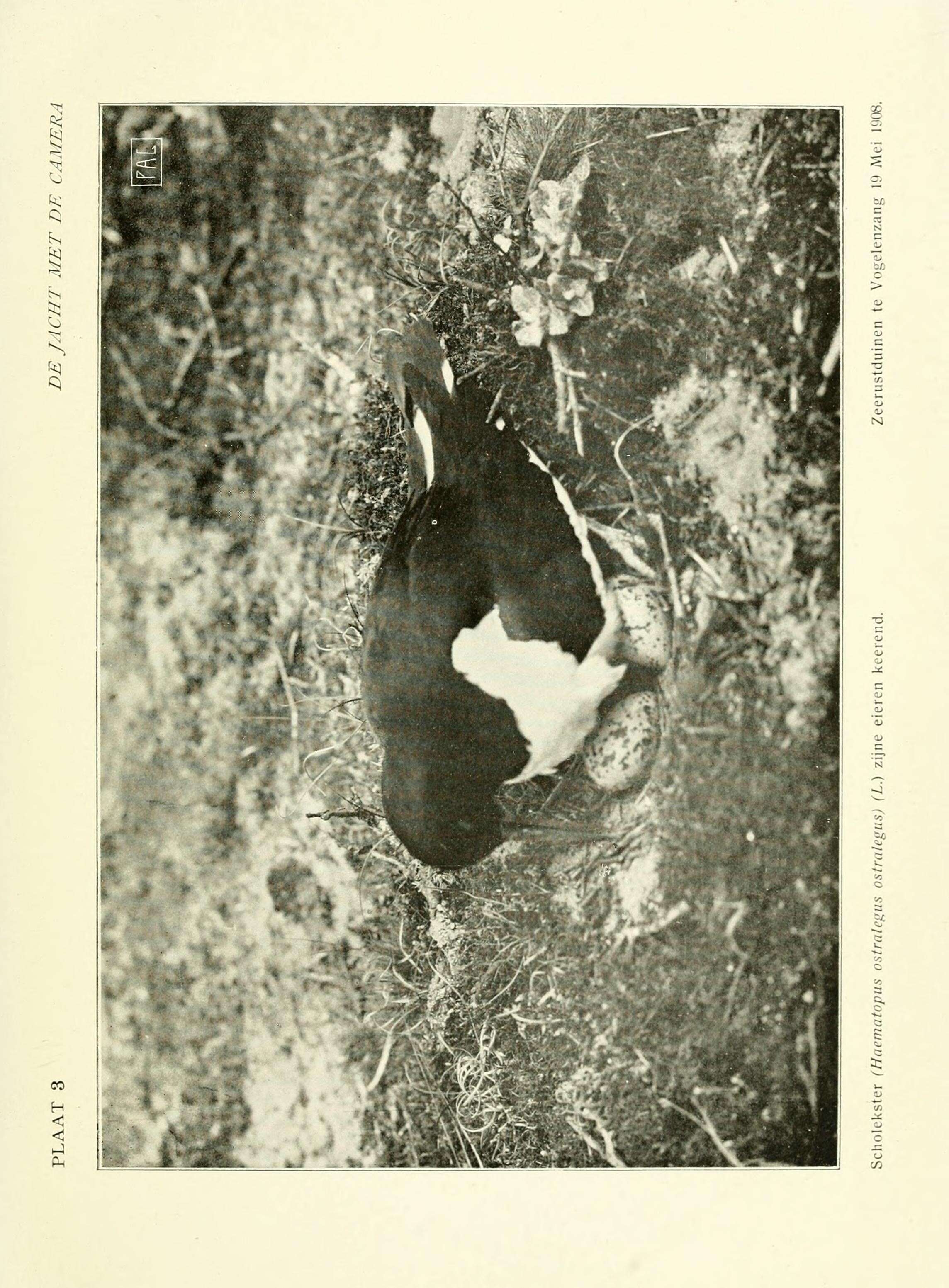 Image of oystercatcher, eurasian oystercatcher