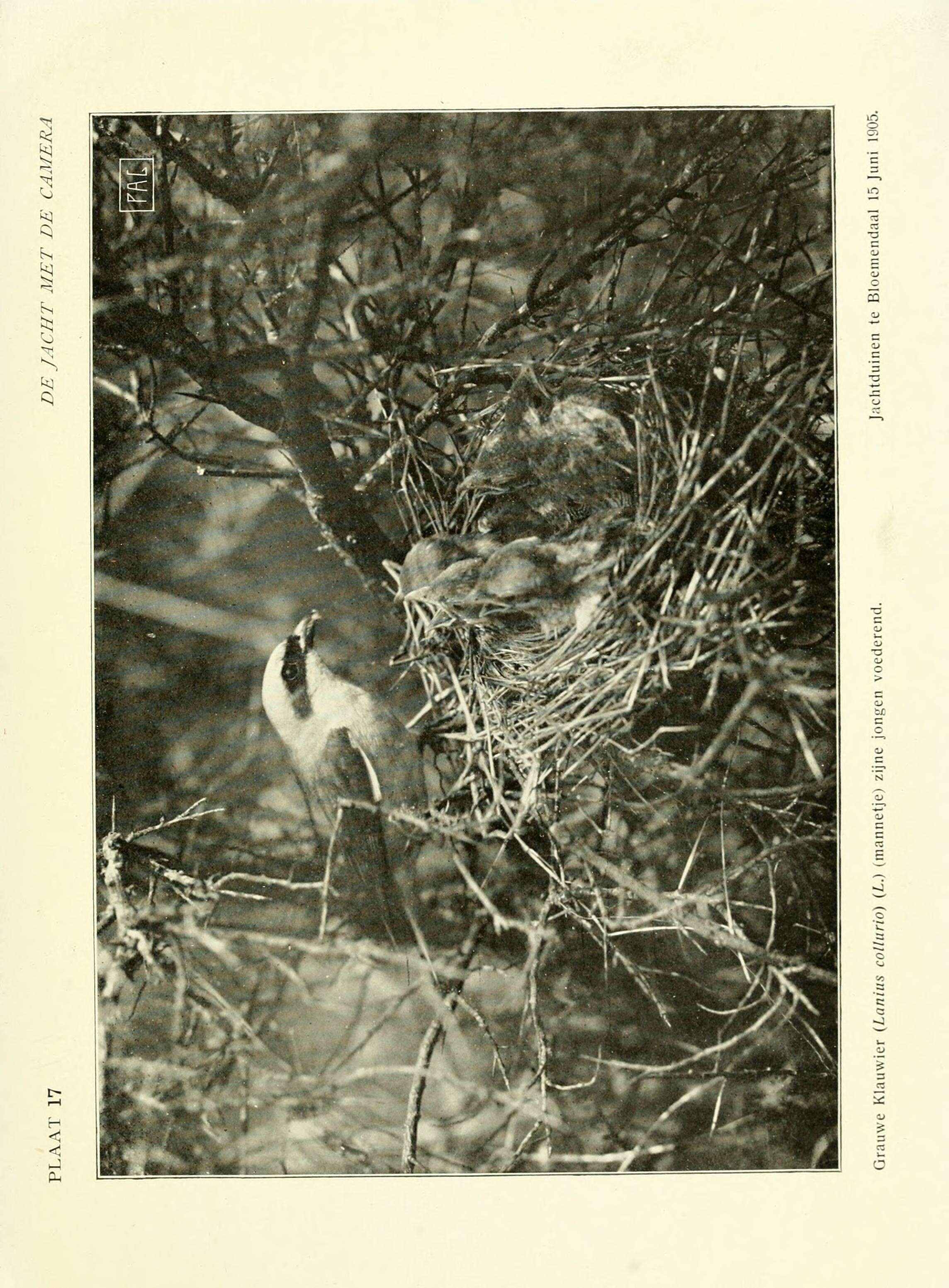 Image of Red-backed Shrike