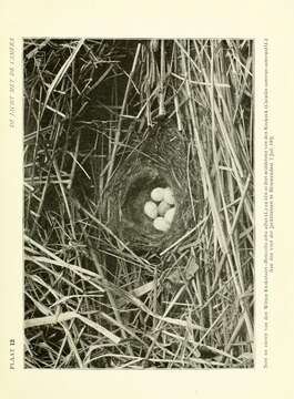 Image of Pied Wagtail and White Wagtail