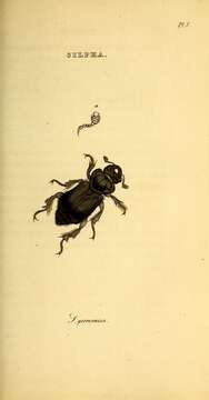 Image of Nicrophorus (Nicrophorus) germanicus (Linnaeus 1758)