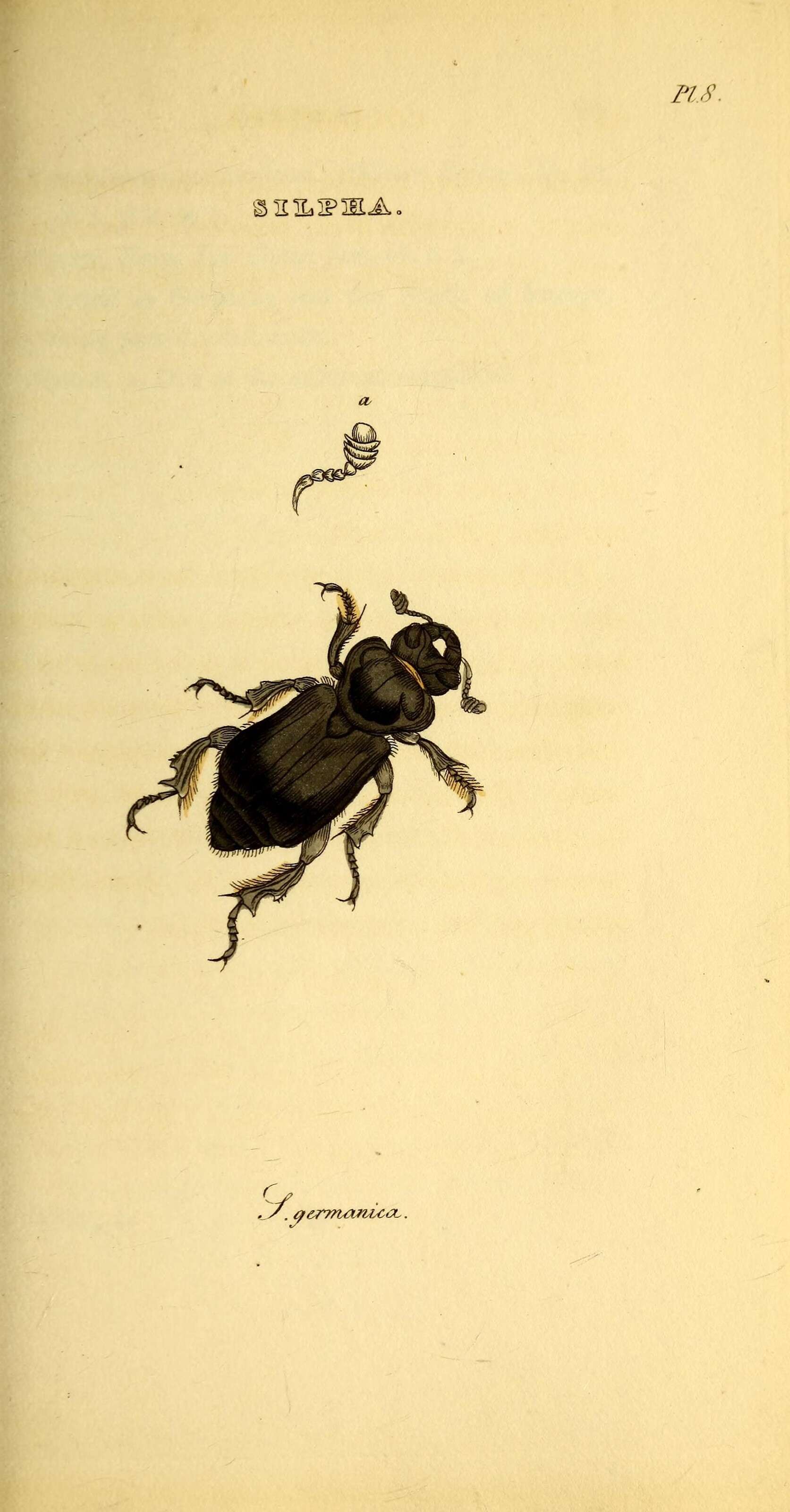 Nicrophorus (Nicrophorus) germanicus (Linnaeus 1758) resmi