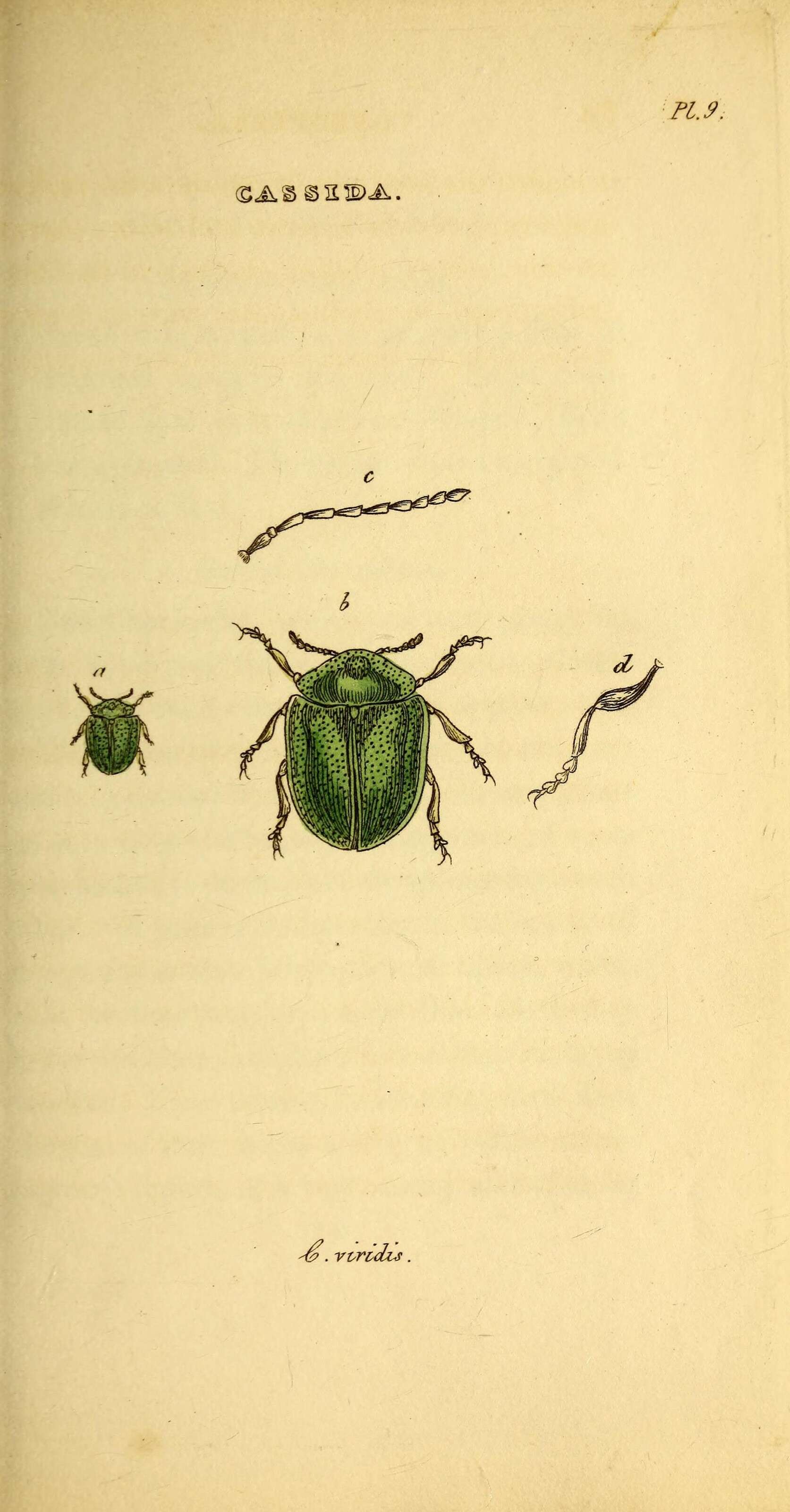 Image of Cassida (Odontionycha) viridis Linnaeus 1758