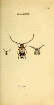 Image of long-horned beetles