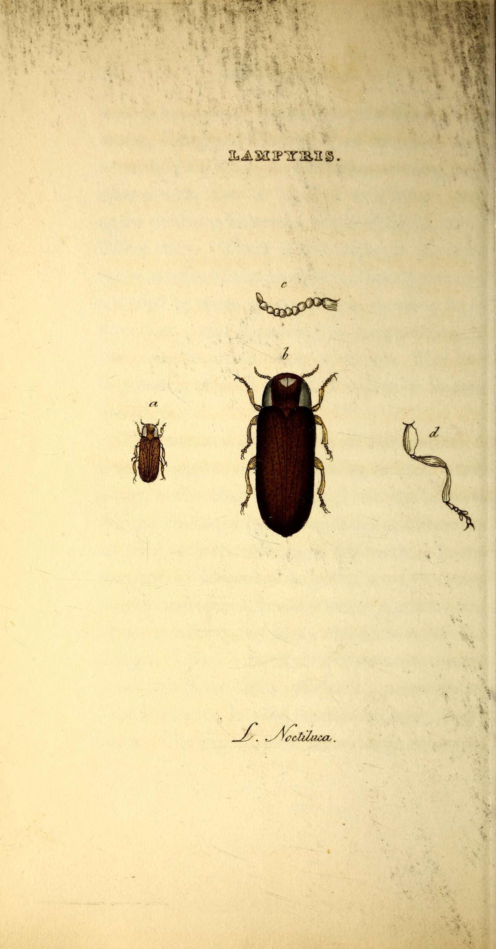 Imagem de Lampyris noctiluca (Linnaeus 1758)