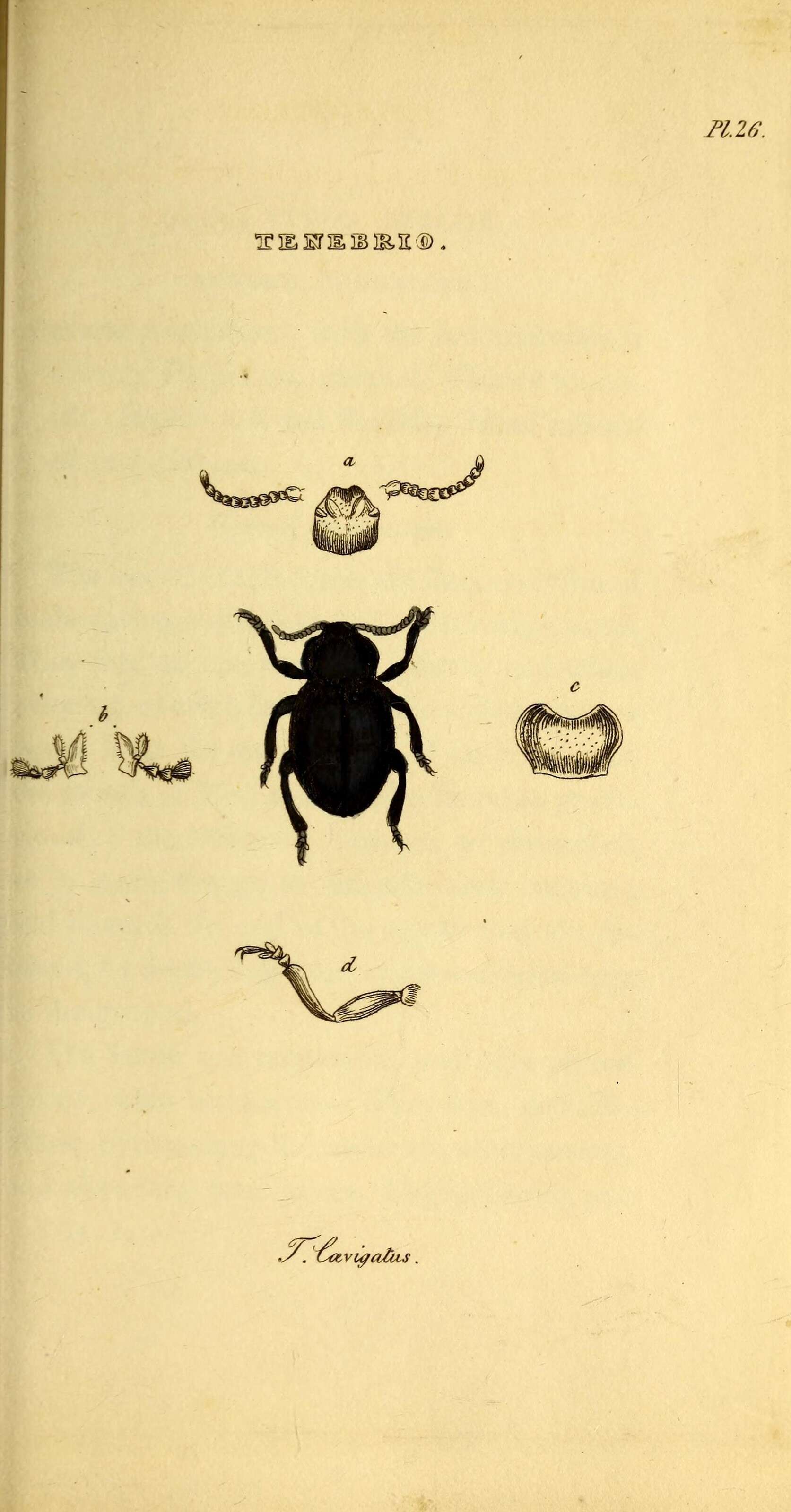 Image of Timarcha tenebricosa