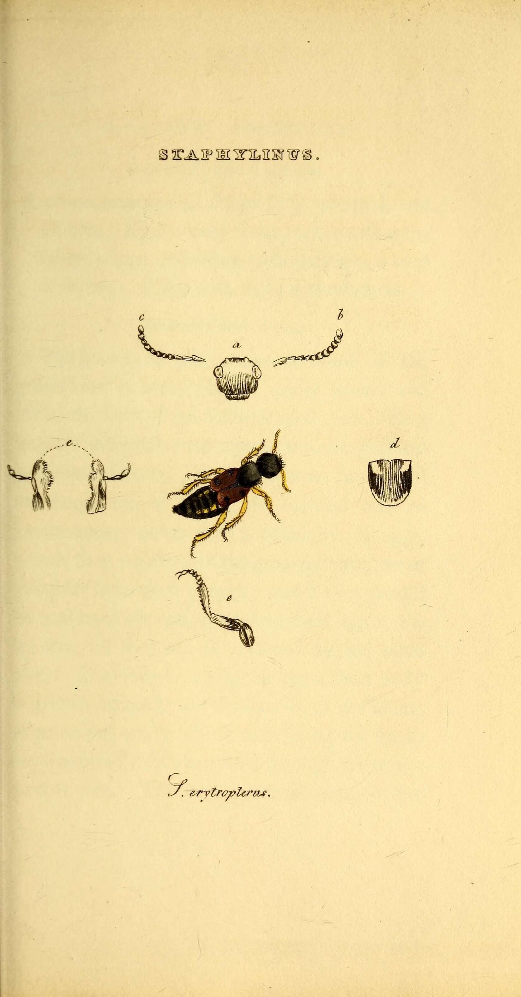 Image of rove beetles
